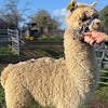TOFT Nautilus Light Fawn Stud Male standing at TOFT Alpaca Stud